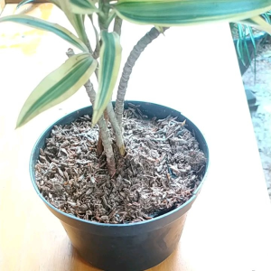 tanaman song of india.