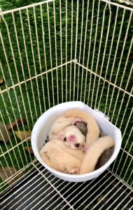 SLEEPING POUCH PLASTIK - SANGKAR BATOK PLASTIK SUGARGLIDER & BURUNG PETELUR