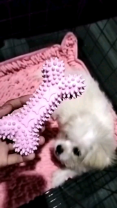 MAINAN GIGIT ANJING MODEL TULANG BAHAN PLASTIK