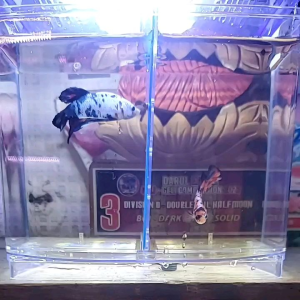 Dophin Betta Fish Tank
