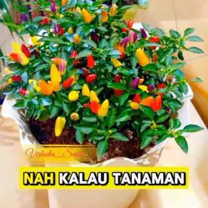 [Virladia Seeds] Biji Benih tanaman cabe Bolivian Rainbow