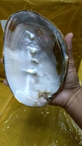 Big Abalone Shell High quality gold Gater with pearl good quality..