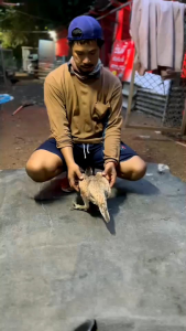 หมายเหตุ: ไข่แม่พันธุ์ลูกสาวขาว 5 พลัง + พ่อเจ้าเยียร์ซาติน