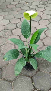 Peace Lily / 白鹤芋 / Lili Damai / पीस लिली – Air Purifying Elegant Blooms Low Maintenance Indoor Friendly Health Boost