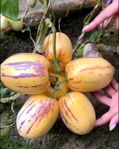 Selamat Datang Ditoko Kami Bibit Pepino Ungu Tanaman pepino termasuk species semak hijau berbuah. Tanaman ini berasal dari amerika latin. Buah pepino ungu berwarna putih dengan gradasi garis dan bintik bintik berwarna ungu. Daging buahnya berwarna jingga