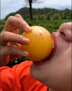 Selamat Datang Ditoko Kami Bibit Buah Pepino Kuning Buah ini Dari Amerika Buah Pepino Adalah Buah Asli Andes Amerika Selatan karena rasa dan teksturnya yang mirip dengan melon dan mentimun. Buah ini memiliki berbagai manfaat kesehatan