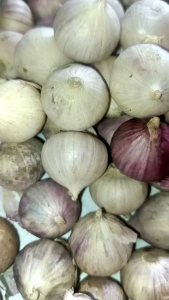 bawang putih tunggal (bawang Lanang)