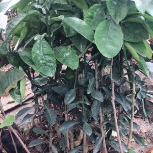 Cây giống bưởi đỏ tiến vua bưởi vỏ đỏ ruột đỏ chín tết. Cây giống f1