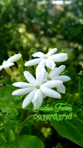 Chậu giống hoa lài leo thơm (Jasminum auriculatum)