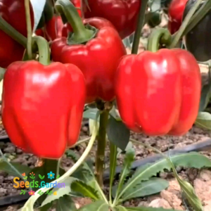 10 BUTIR BIJI/BENIH PAPRIKA BLEND MIX COLOR