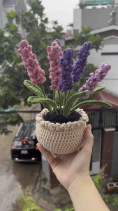 Chậu hoa oải hương Lavender bông quà tặng ý nghĩa decor phòng