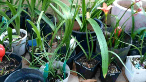 Củ huệ mưa Rustic Ray hoa cam sọc vàng ( củ mẹ to)