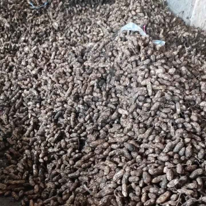 Kacang Tanah - Suuk Tasikmalaya