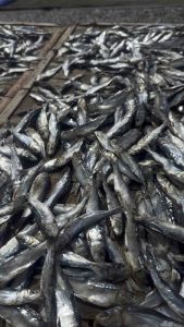 Tuyo / Dried Fish (Halubaybay)