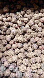 buah Jenitri kering - biji Jenitri 100 gr - kerajinan biji Jenitri - tasbih biji Jenitri - kerajinan biji Jenitri