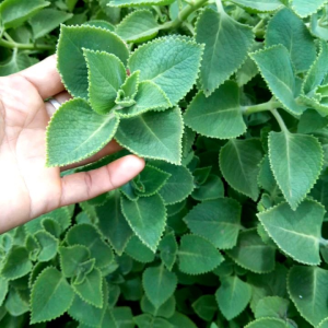 🌱ต้นหูเสือ(เนียมหูเสือ)เป็นสมุนไพรที่คนไทยและคนจีนรับประทานเป็นอาหารมายาวนาน ในถุงเพาะชำ