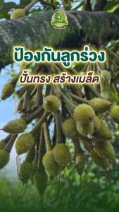 ชุดเบ่ง อัด ขยายผล ตรา ทุเรียนยิ้ม บำรุงลูก พลิกลูกไว พลิกลูกง่าย หนามเขียว หนามสวย