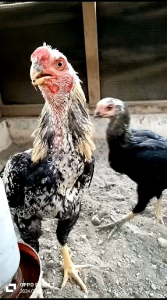 TELUR AYAM HIAS ASEEL UNTUK DI TETASKAN