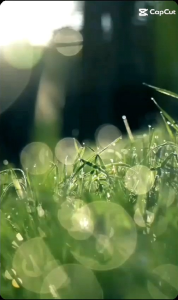 SUNLUX Sandal Terapi Pijat Kaki Pria Dan Wanita Sendal Rematik