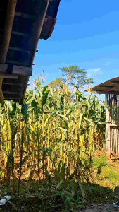 Grosir Sekarwangi | Perkakas Super Tajam Produksi Sulaiman Group | Model Gaet Hdr