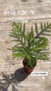 TKL - Araucaria Cunninghamii Hoop Pine (Norfolk Island Pine) 南洋杉/圣诞树🎄