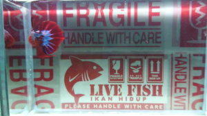 Betta fish Male _RK-2