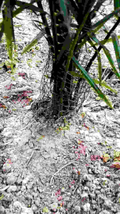 ตะแกรงหุ้มโคนปาล์ม กันหนู ลวดชุบพีวีซีหนา1มิล หนาพิเศษตา3/4นิ้ว สำหรับปลูกปาล์ม