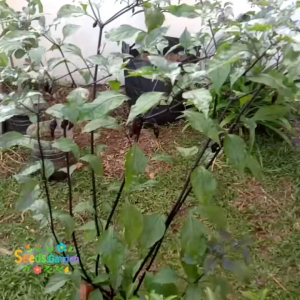 8 BUTIR BIJI/BENIH CABE SETAN BLACK BHUT JOLOKIA