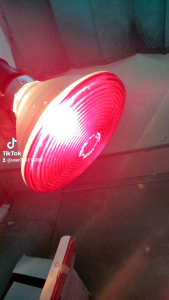 Lampu Infrared Fisioterapi: Solusi Nyeri Sendi & Pijat Relaksasi