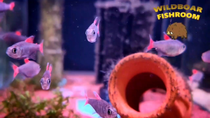 Hyphessobrycon eilyos | Eilyos tetra | Live animal