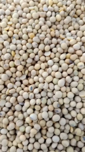 Kacang Kedelai Lokal 1kg / Kedelai Lokal Termurah / LumbungPangan