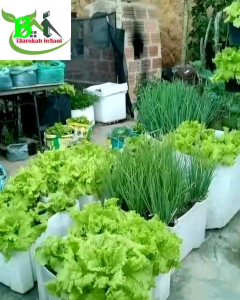 PROMO paket MURAH Bibit biji sayuran 10 Ribuan