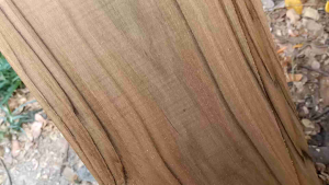 ไม้สัก ไม้ฝา ไม้ฝ้า ไม้พื้น