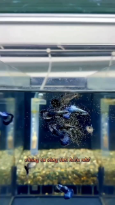 nước cốt lá bàng khô cho cá cảnh