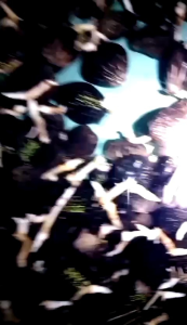 Bibit sawit varitas dxp Simalungun