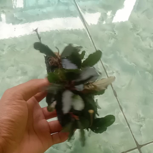 Buce Medium Media lempeng pakis Aquascape Aquarium