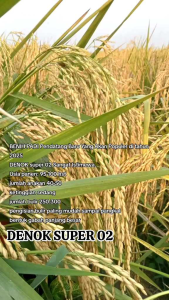 BENIH PADI SIDENOK SUPER 02 KEMASAN 5KG KUALITAS UNGGUL