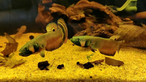 Wild Caught Betta Macrostoma (Advance)