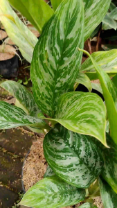 Aglaonema Sri Rejeki Zebra / 白斑万年青 / Pokok Aglonema Zebra / अग्लोनेमा ज़ेबरा पौधा (Singapore: Zebra Aglaonema Plant) – S