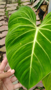Philodendron gloriosum - - Pokok Philodendron Gloriosum - फिलोडेंड्रोन ग्लोरियोसम पौधा Philodendron Gloriosum – Velvet Heart-Shaped Leaves Striking White Veins Rare Creeping Aroid Collector’s Tropical Foliage LIVE PLANT