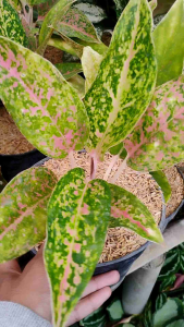 Aglaonema Big Roy / 红皇后万年青 / Pokok Aglonema Big Roy / अग्लोनेमा बिग रॉय पौधा (Singapore: Big Roy Aglaonema Plant) – Vibr