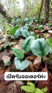 พลูใบเงิน สมุนไพร ไม้ประดับ