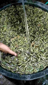 PROMO MURAH BELALANG GORENG KECIL 210 GRAM