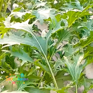 50 BUTIR BIJI/BENIH SAWI JEPANG GREEN MIZUNA