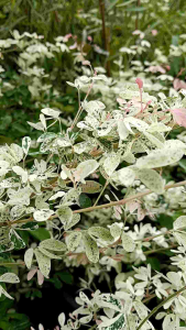 มะขามเทศด่าง กระถาง 11 นิ้ว ต้นสวยและแข็งแรง (กทม)