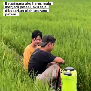 (1KG) Benih Padi SIMBOK yang di pormulasikan khusus untuk hasil produksi maximal