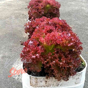 (-+2.000 butir) Benih selada keriting merah | red curly lettuce [kemasan pabrik]