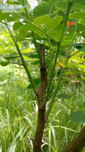 Benih Indigofera Pakan Ternak (1000biji)