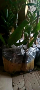 Cây Nhật Quỳnh  ( hoa thơm nở quanh năm)