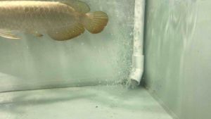 Ống gắn lổ uot xả đáy lọc tràn trên bể cá